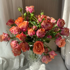 Rainbow Sunblaze Rose Plant