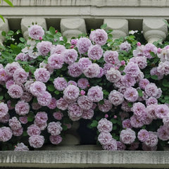 Rainy Blue Rose: A Majestic Climbing Beauty