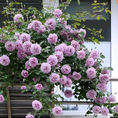 Rainy Blue Rose: A Majestic Climbing Beauty