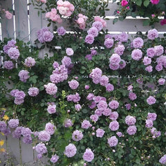 Rainy Blue Rose: A Majestic Climbing Beauty