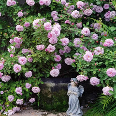 Rainy Blue Rose: A Majestic Climbing Beauty