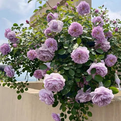 Rainy Blue Rose: A Majestic Climbing Beauty