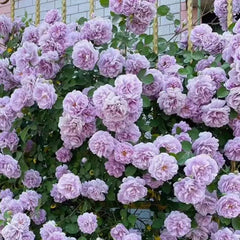 Rainy Blue Rose: A Majestic Climbing Beauty