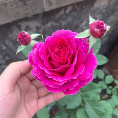 Japanese Ramukan Rose Plant