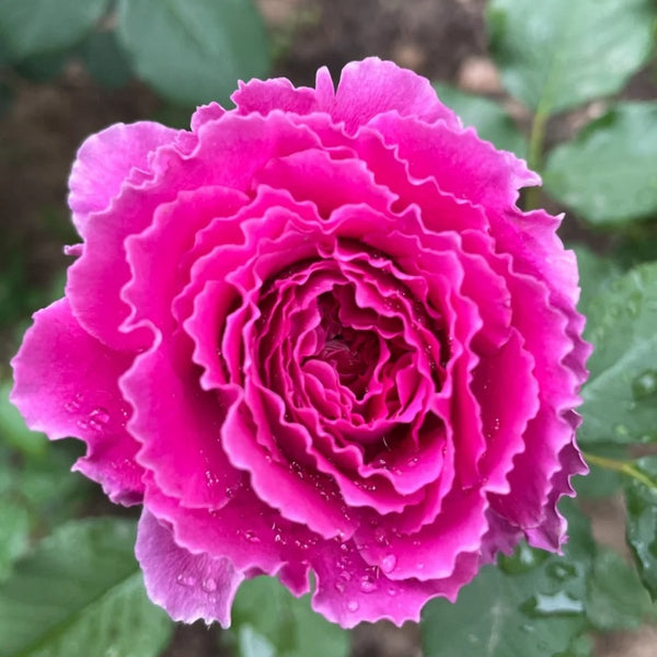 Japanese Ramukan Rose Plant