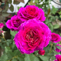 Japanese Ramukan Rose Plant