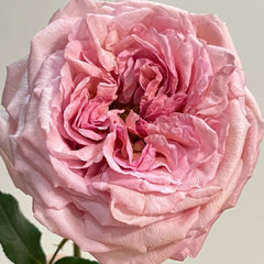 Randela Rose Plant|冉德拉