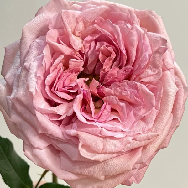 Mondella Roses Randela Rose Plant|冉德拉 – Rose_Explosion