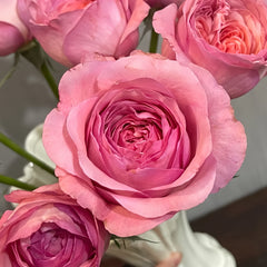 Randela Rose Plant|冉德拉