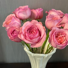 Randela Rose Plant|冉德拉