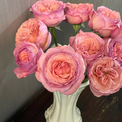 Randela Rose Plant|冉德拉