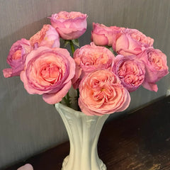 Randela Rose Plant|冉德拉