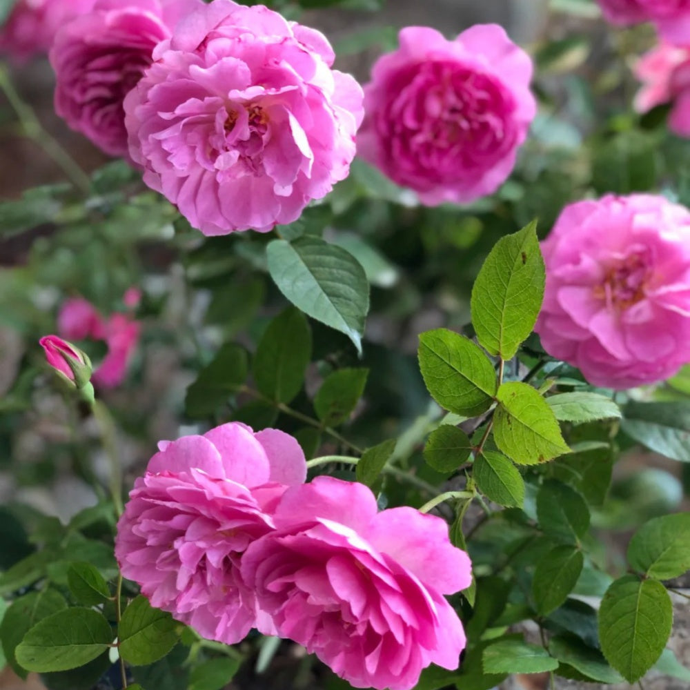 Rafe Roses Raphael Rose Plant|拉斐尔 – Rose_Explosion