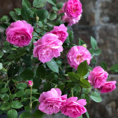 Raphael Rose Plant