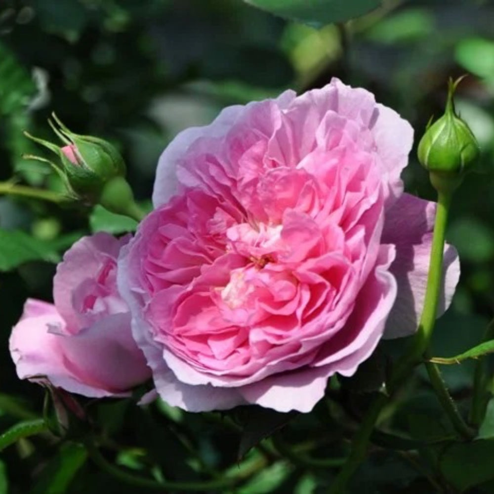Roses By Raphael Raphael Rose Plant|拉斐尔 – Rose_Explosion