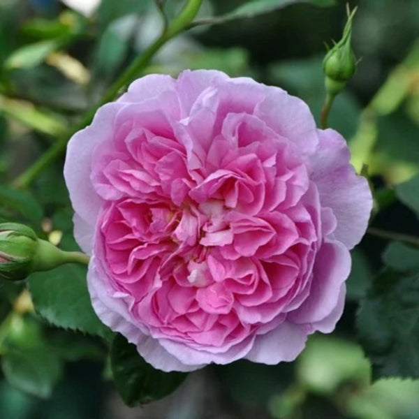 Rafe Roses Raphael Rose Plant|拉斐尔 – Rose_Explosion