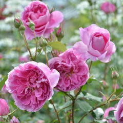 Raphael Rose Plant