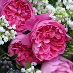 Raphael Rose Plant| 拉斐尔天使