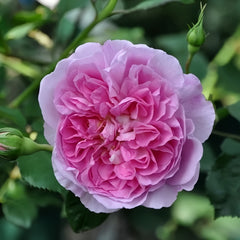 Raphael Rose Plant| 拉斐尔天使
