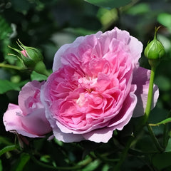 Raphael Rose Plant| 拉斐尔天使