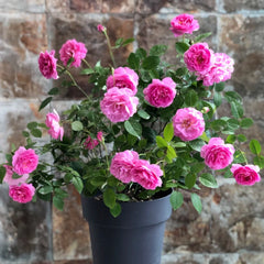 Raphael Rose Plant| 拉斐尔天使
