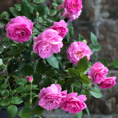 Raphael Rose Plant| 拉斐尔天使
