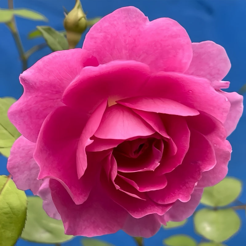 Raphael Rose Plant| 拉斐尔天使