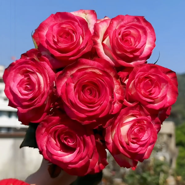 Raspberry Ice Rose