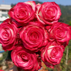 Raspberry Ice Rose