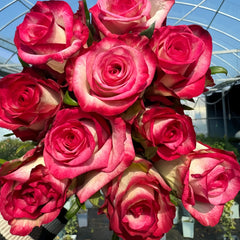 Raspberry Ice Rose
