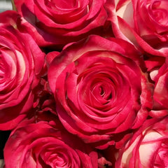Raspberry Ice Rose