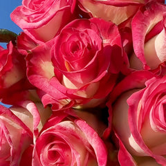 Raspberry Ice Rose