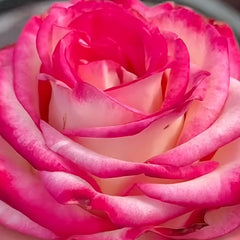 Raspberry Ice Rose