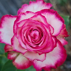 Raspberry Ice Rose