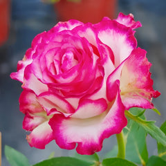 Raspberry Ice Rose
