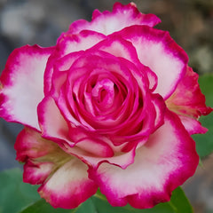 Raspberry Ice Rose