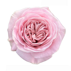 Rebellion Sweet Rose
