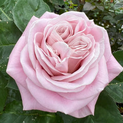 Rebellion Sweet Rose