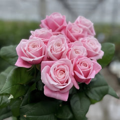 Rebellion Pink Rose Plant