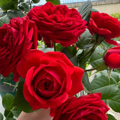 Red Apple Floribunda Rose – Continuous Blooms & Low Maintenance