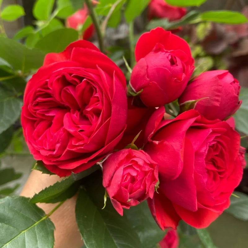 Red Apple Floribunda Rose – Continuous Blooms & Low Maintenance – Rose ...