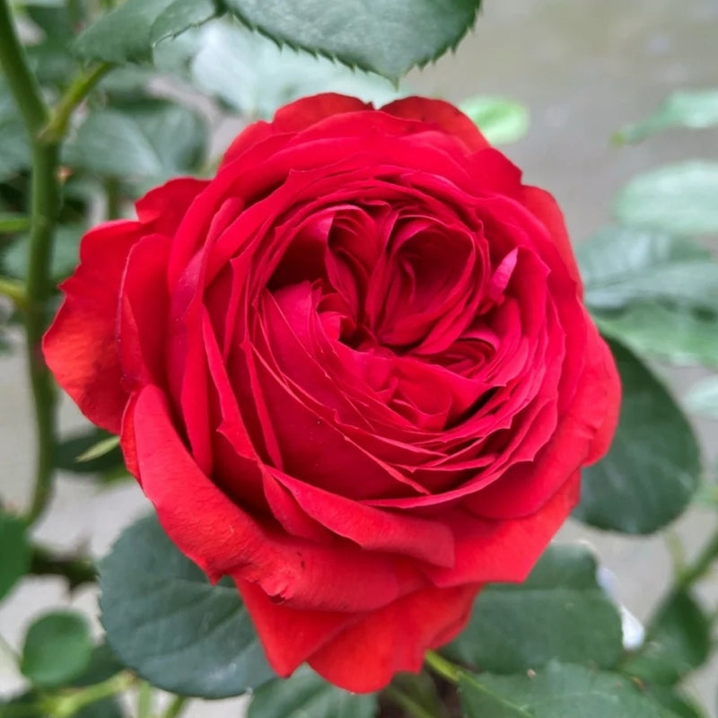 Red Apple Floribunda Rose – Continuous Blooms & Low Maintenance – Rose ...