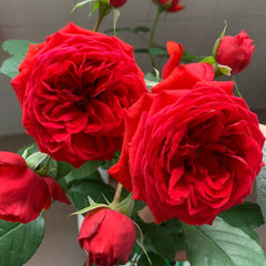 Red Apple Floribunda Rose – Continuous Blooms & Low Maintenance