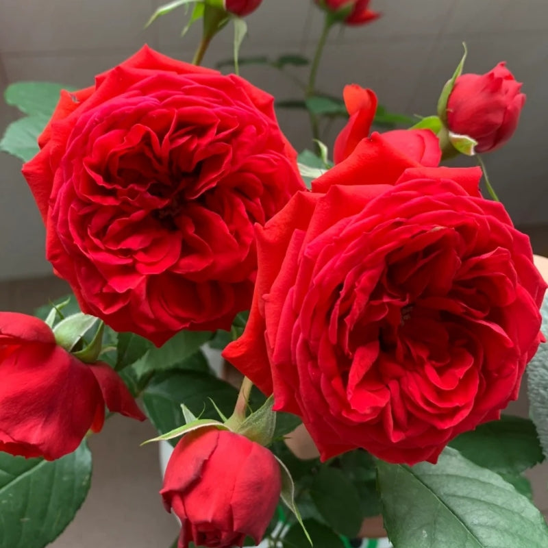 Red Apple Floribunda Rose – Continuous Blooms & Low Maintenance