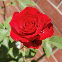 Red Bride Rose