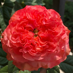 Red Coral Rose Plant