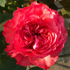 Red Coral Rose Plant