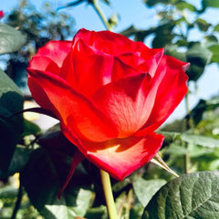 Red Coral Rose Plant