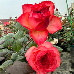 Red Coral Rose Plant