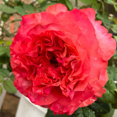 Red Coral Rose Plant